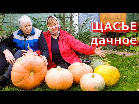 Видео: Наконец приехали - а тут! Заморозки убили всё! Но ТЫКВЫ, белый ВИНОГРАД, ИЗАБЕЛЛА устояли