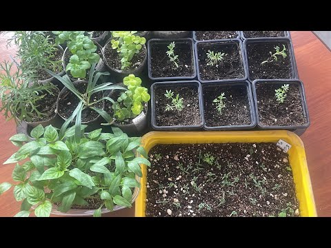Видео: Как развиваются растения в почвогрунте Волшебная Грядка и в грунте из почвобрикета БиоМастер.