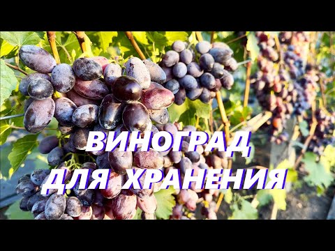 Видео: Виноград Содружество - 2024, советы, обзор 12 кустов