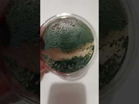 Видео: Триходермы против альтернарии