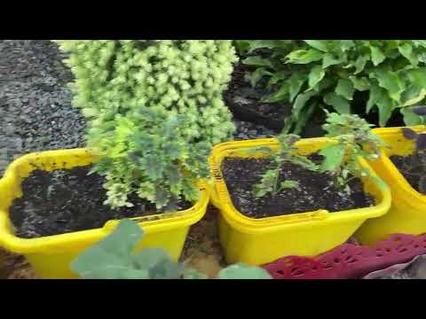 Видео: прогулка по вечернему саду.июнь 2022