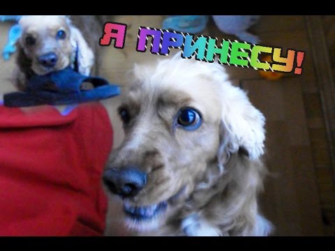 Видео: Дрессировка кокер спаниеля ( учим собаку приносить вещи ) | English cocker spaniel