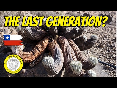 Видео: Исследование чилийской пустыни в поисках доказательств существования новых поколений Копьяпоа