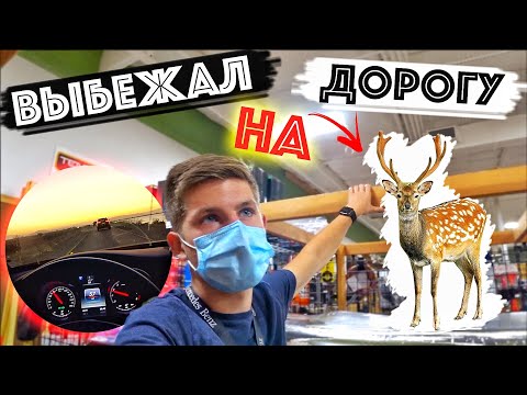 Видео: Кто Виноват В ДТП / Олень Выбежал На Дорогу