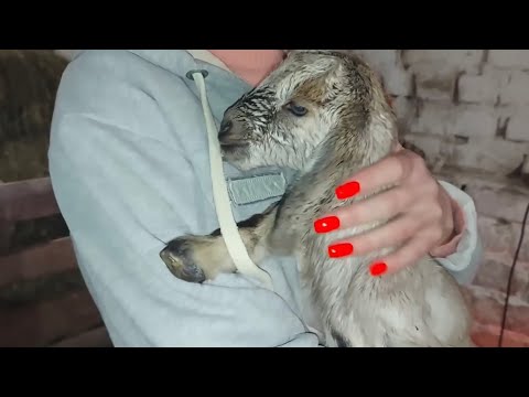Видео: Откуда он у нас?! 🤔 Убрали всех сразу! 