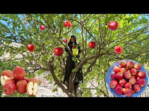 Видео: Сбор диких яблок 🍎 в садах Загроса 🌿 | Кочевая жизнь в Иране