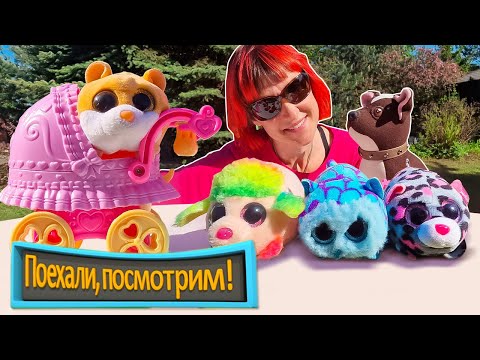 Видео: Поехали, посмотрим! Морские свинки — игрушки и настоящие! Веселые видео для детей с Машей Капуки