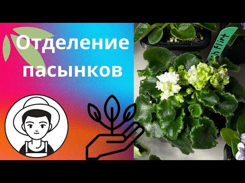 Видео: Отделение "трудных" пасынков//Process of removing suckers from violets.