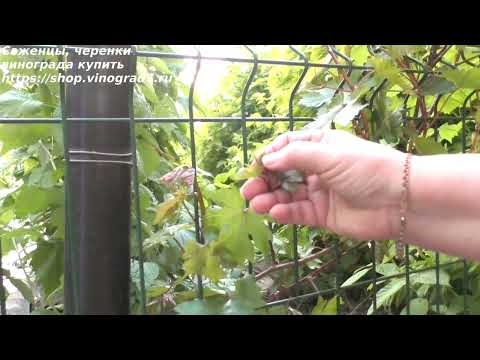 Видео: Селекция винограда. Сеянец винограда из косточки. Соцветья у сеянца, когда он заплодоносит?