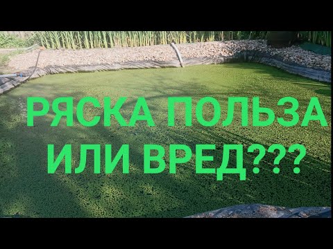 Видео: Ряска и для чего она нужна. Пруд для рыбой. Биоплато. Растения для биоплато. Корм для рыбы. Цветение