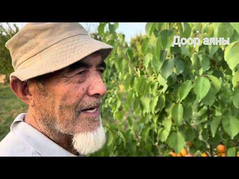 Видео: Калыбек багбан…