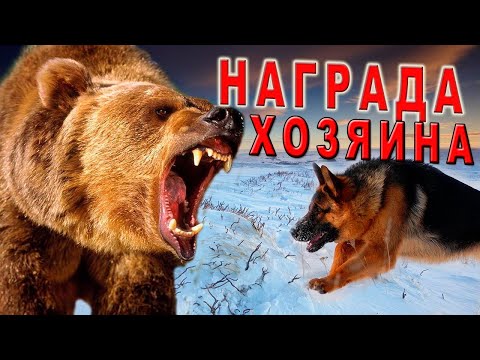 Видео: Случай на охоте.Схватка медведя с собакой!
