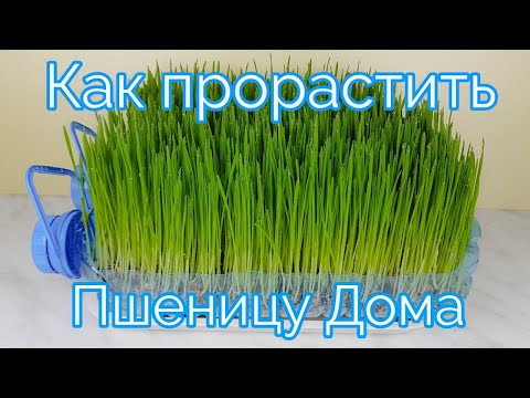 Видео: Как Проращивать Пшеницу Дома How to Sprout Wheat Grass at Home 밀새싹 키우기