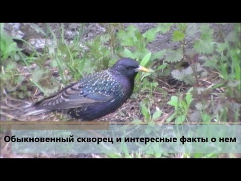 Видео: Обыкновенный скворец и интересные факты о нем