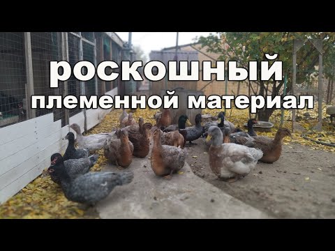 Видео: ВСЁ О РУАНСКИХ УТКАХ  Описание породы, характеристики.  Почему я в них влюбилась. Руанские Утки