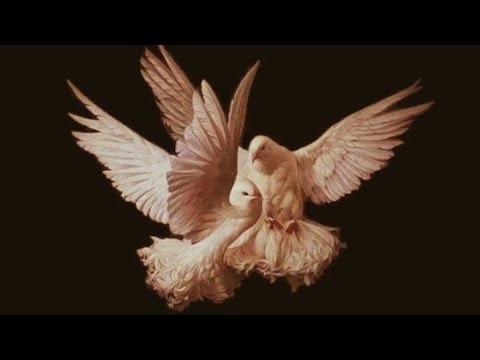 Видео: ВЫСШИЕ СИЛЫ О ВАС 🦇