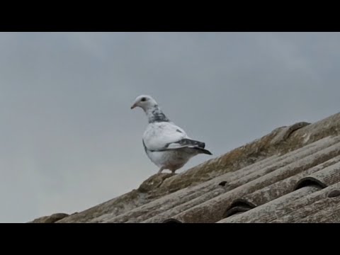 Видео: ПОЧТОВЫЕ ГОЛУБИ 🕊️ МОЛОДЁЖ КРАСАВЦЫ.