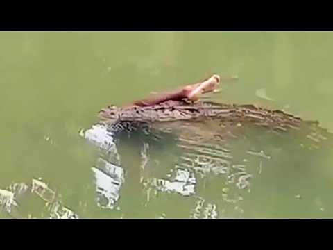 Видео: Если бы Эти Битвы Животных не Сняли на Камеру Никто бы Точно не Поверил