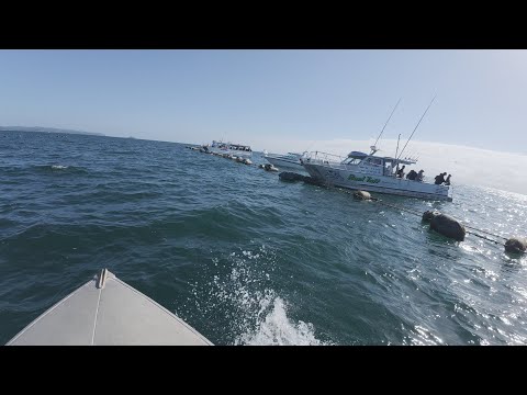 Видео: Лов люциана на фермах по выращиванию мидий в заливе Кавакава в районе Фюран 440