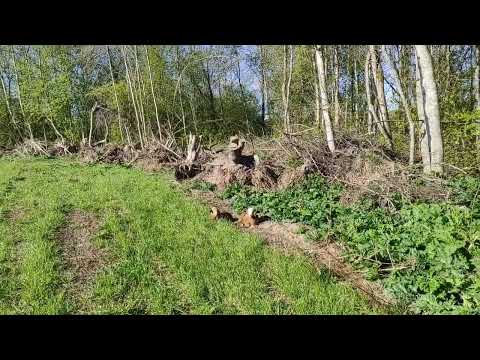 Видео: Безгербицидный способ борьбы с борщевиком Сосновского