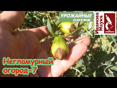 Видео: Негламурный огород-7. Томаты растут, завязываются и наливаются. Все бы хорошо, если бы не ЭТО.