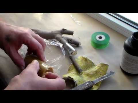 Видео: Часть 1 Настольная прививка инжира, винограда