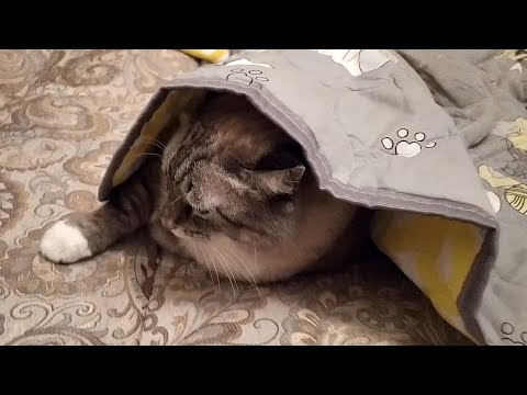 Видео: Кот Беляшик скрывается от властей