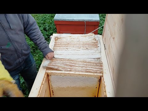 Видео: Отбор меда ноябрь 2025 в ульях лежаках я Якимова. Пасека под ключ