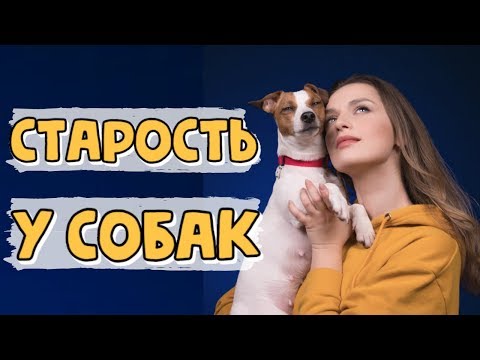 Видео: СТАРОСТЬ У СОБАК | СИМПТОМЫ СТАРЕНИЯ И ПРАВИЛА УХОДА ЗА НЕМОЛОДЫМ ПИТОМЦЕМ