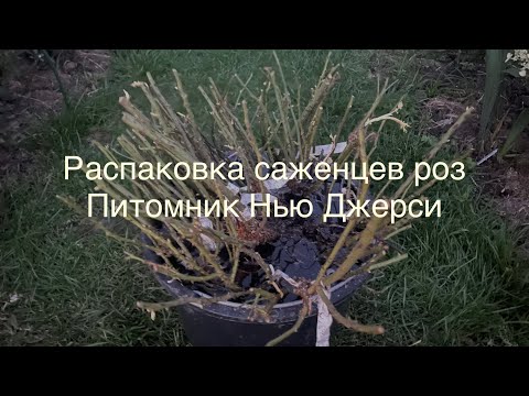 Видео: 26.09.23 Распаковка саженцев роз из Питомника Нью Джерси