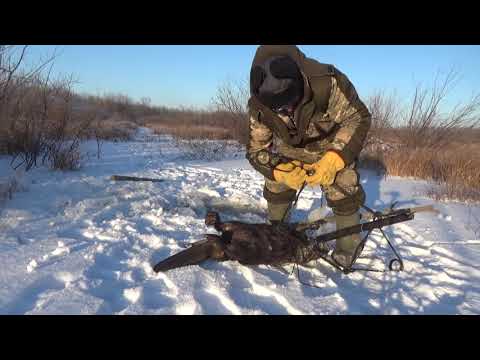 Видео: Проверка капканов на бобров.