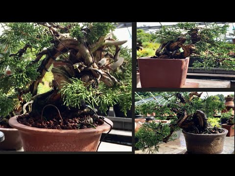 Видео: Летом бонсай из бука, который любит тень, меры против ожога листьев и неопрятный бонсай, после