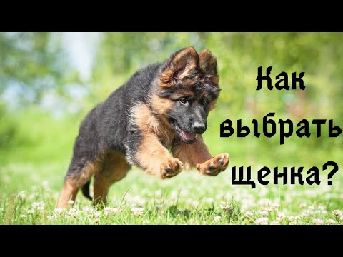 Видео: Как выбрать щенка немецкой овчарки? На что обращать внимание?/номер телефона87012184683