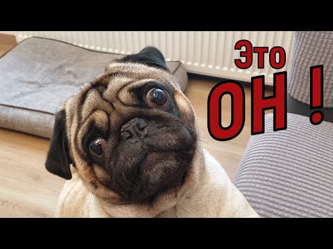 Видео: Гостиница для СОБАК. Оставили СОБАКУ, но не БРОСИЛИ !!!