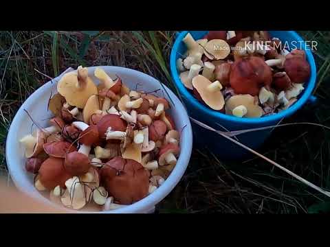 Видео: Маринованные маслята. Вкусный и лёгкий способ.