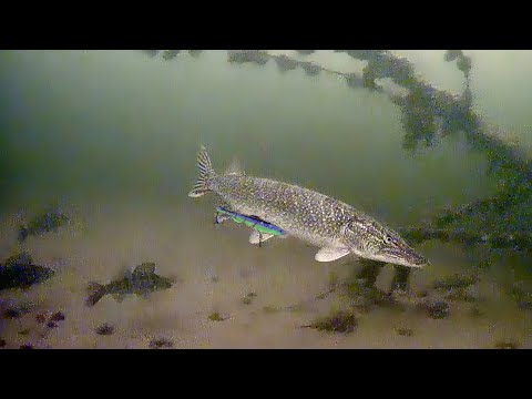 Видео: МУРАШКИ ПО КОЖЕ ОТ УВИДЕННОГО! Ловля НА ВИБЫ В ЛЮТОМ КОРЯЖНИКЕ