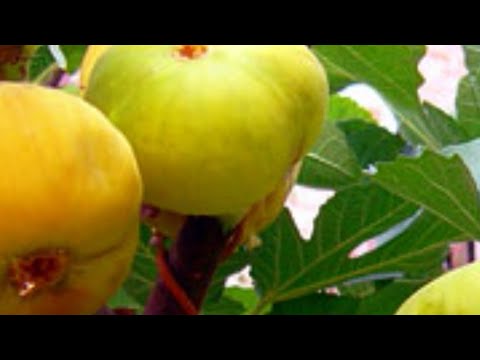 Видео: АНЖИРНИ ЁЗГИ ХАФЛИ КАСАЛИ