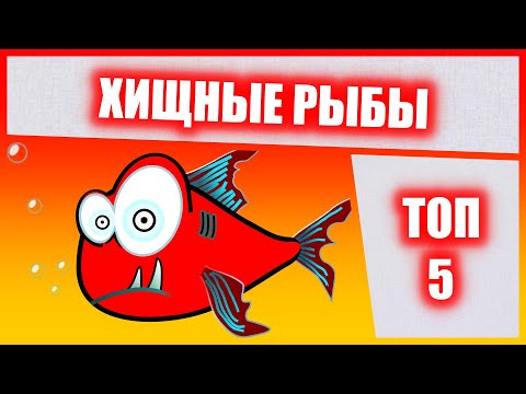 Видео: Хищные аквариумные рыбки ТОП 5