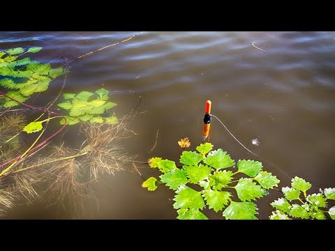 Видео: КАРАСЬ тут конечно отменный! Ловля карася в окнах травы. Рыбалка на поплавочную удочку.