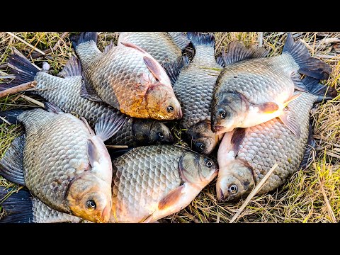 Видео: Что не поклёвка – ЛАПОТЬ!! КАРАСИ ПОД КИЛОГРАММ на ПОПЛАВОК в ОКТЯБРЕ!! Ловля карася осенью!!