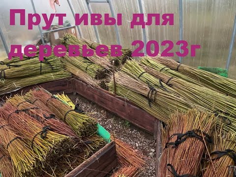 Видео: Прут ивы для плетения живых деревьев в ромб, в один, два ,и три прута. Хранение прута,
