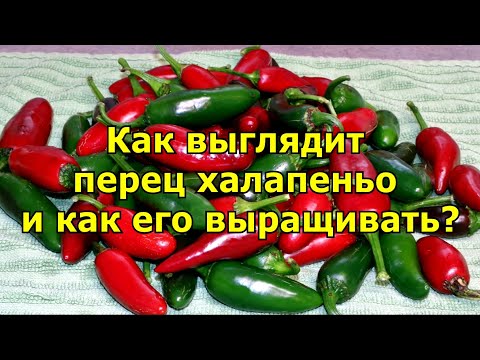 Видео: Как выглядит перец халапеньо и как его выращивать?