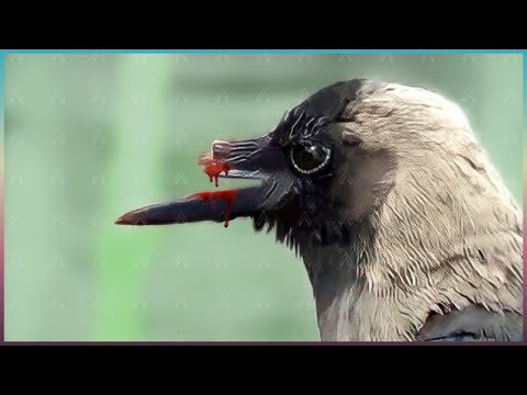 Видео: Эти Животные ЗВАЛИ на ПОМОЩЬ! Попробуй НЕ ЗАПЛАКАТЬ и Спасение животных!