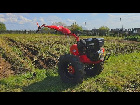 Видео: Мотоблок САЛЮТ-100 / копаем картофель