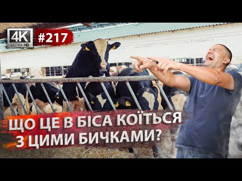 Видео: Огляд ферми ВРХ. Як ми утримуємо бичків? Внесення органіки