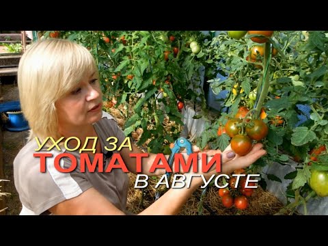 Видео: Как продлить ПЛОДОНОШЕНИЕ ТОМАТОВ в августе! Советы от ЗЕЛЕНОГО ОГОРОДА!