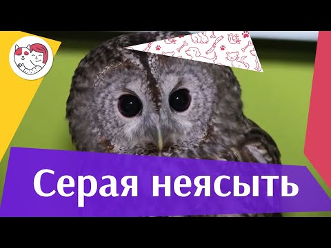 Видео: Обыкновеная серая неясыть на  ilikepet