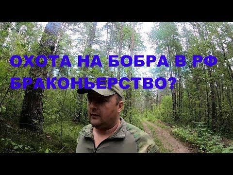 Видео: Охотники-бобрятники РФ все браконьеры? Или как охотиться на бобра по правилам?