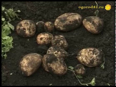 Видео: Тонна картофеля с сотки