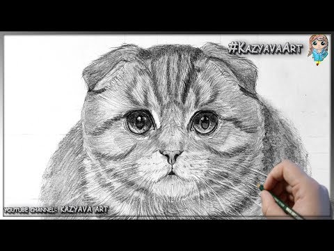 Видео: Как я рисую шерсть. Вислоухая шотландская кошка. Показываю, рассказываю.